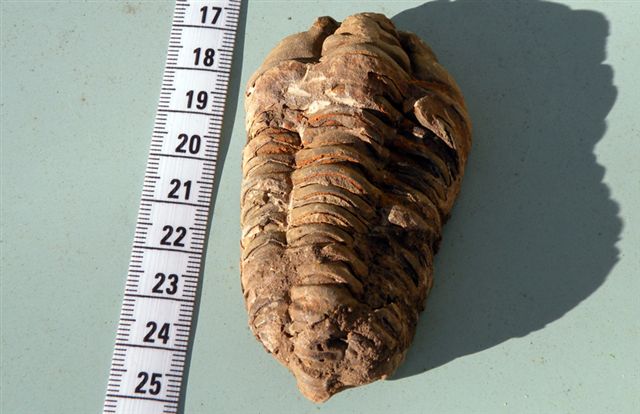 Trilobiti verosimilmente marocchine - seconda serie